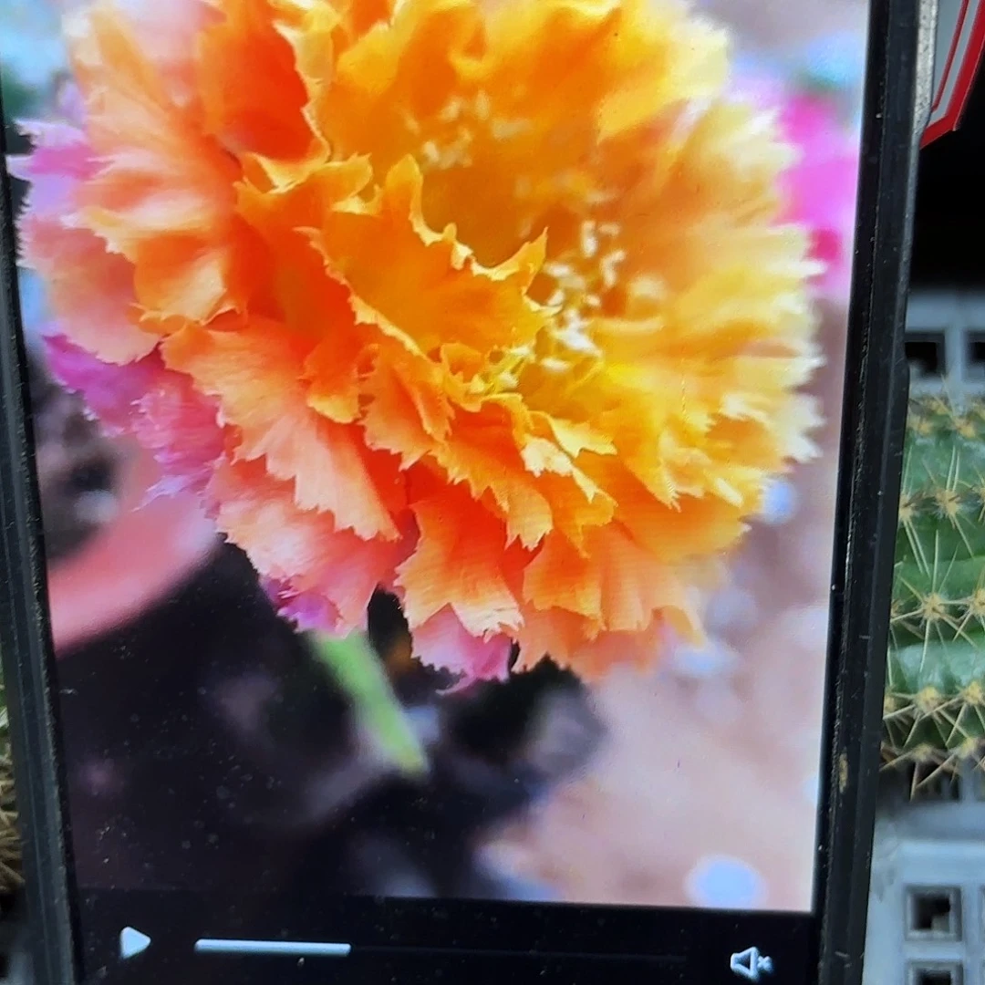 洛可可嫁接球彩侧牙20包邮仙人球51