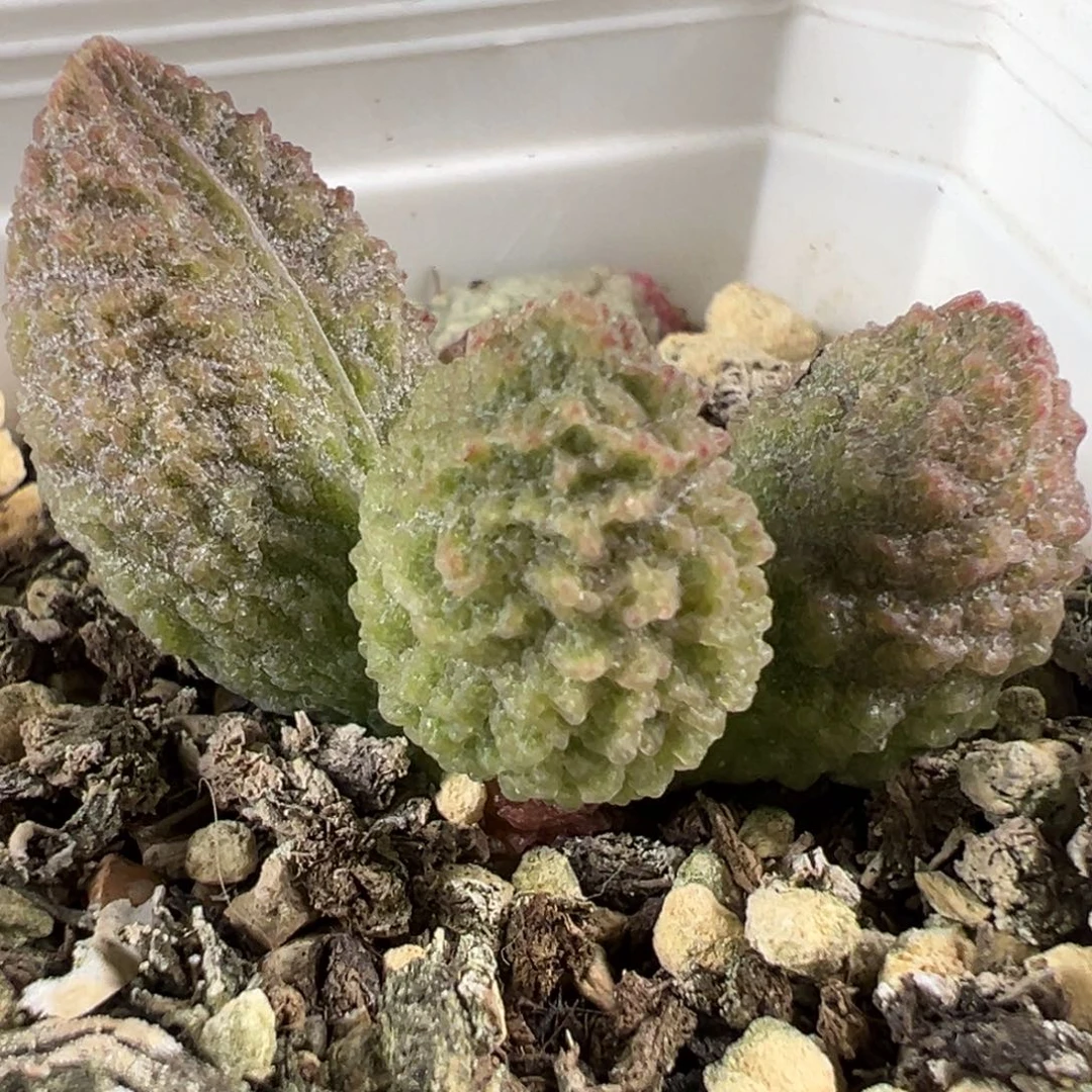 实生新品多肉植物水泡多肉植物