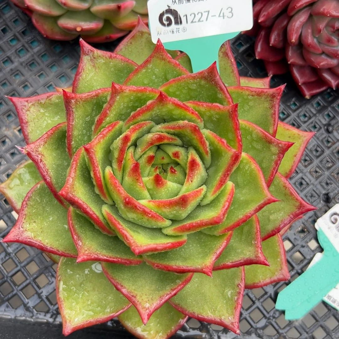 从前慢花园多肉编号1227-43