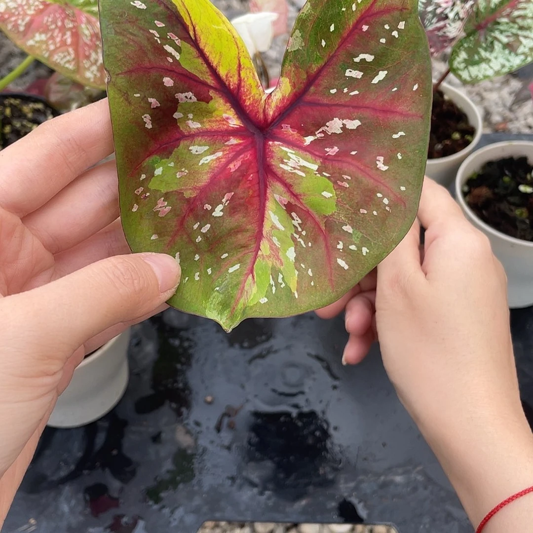 无花朵晚安养定发货