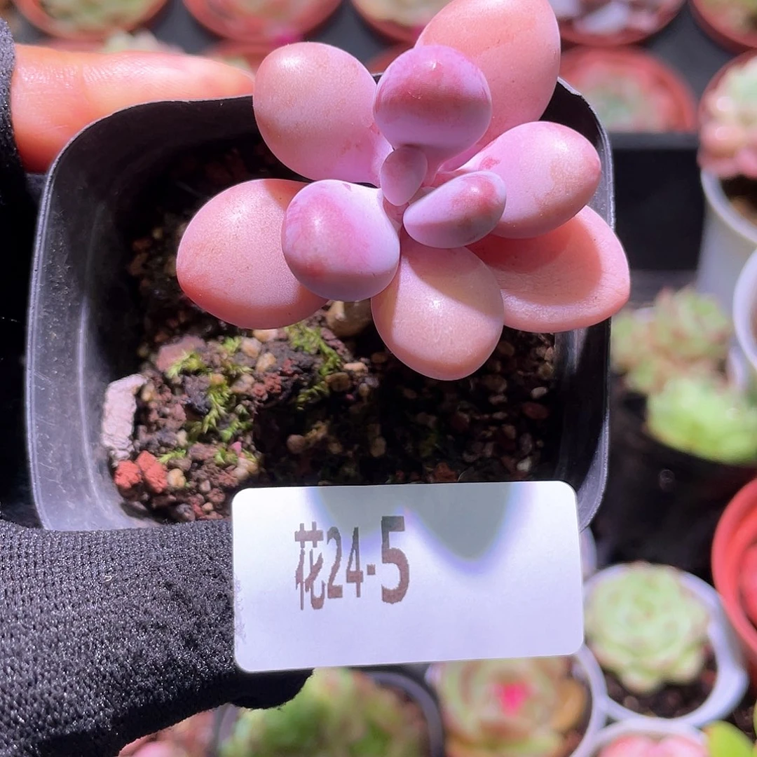 花利美24-5桃蛋单头