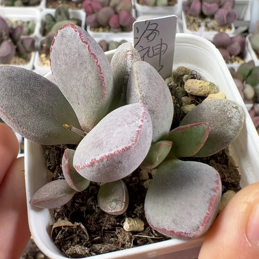 w洛神多肉植物水泡