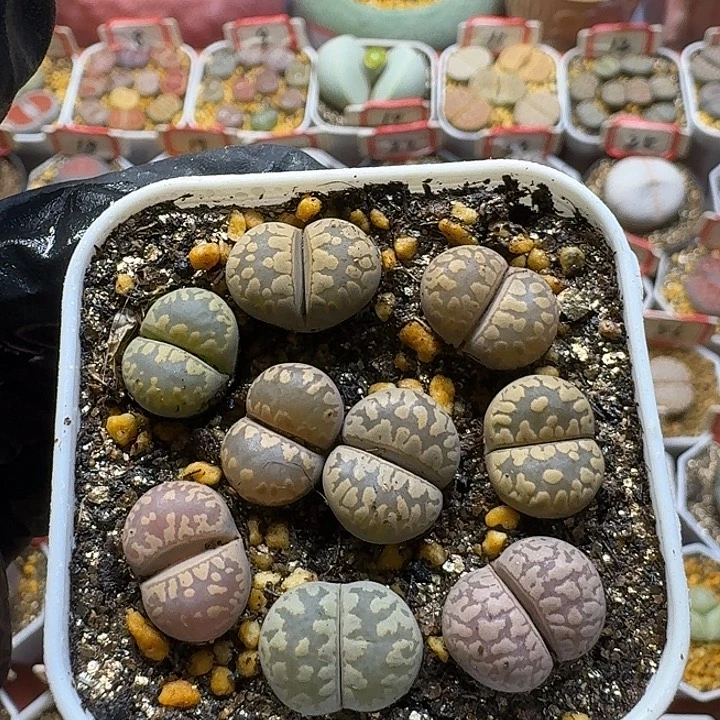 生石花23:：：。  39号