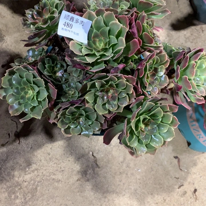 480香妃多肉植物特价