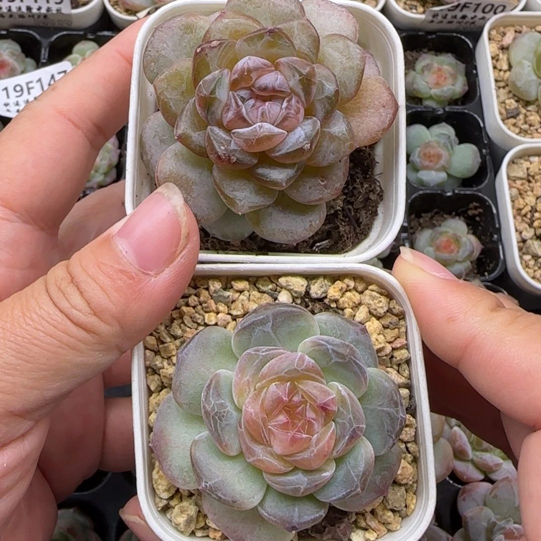 【满19.9包邮非偏远】152两颗