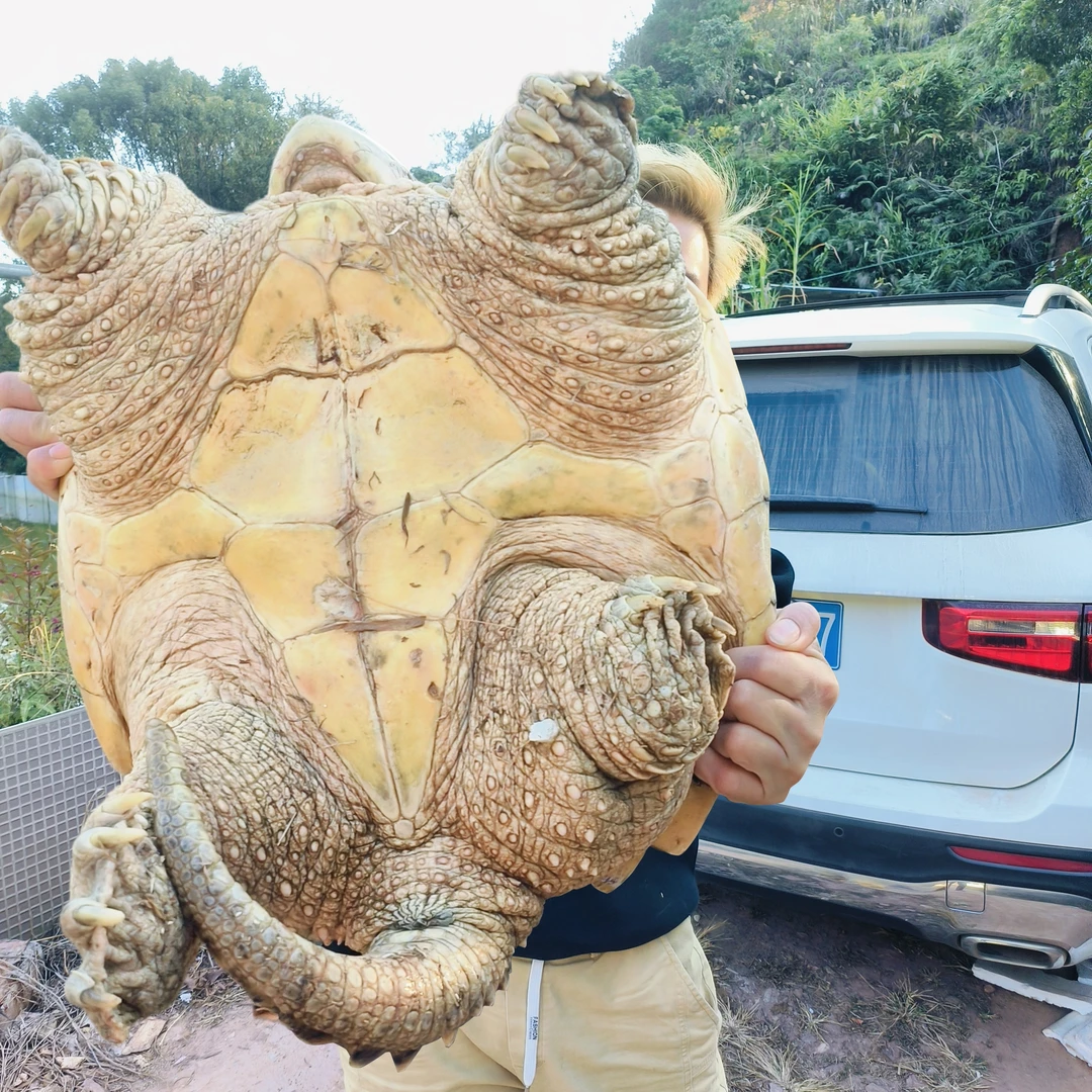 人工外塘生态可食用鳄鱼龟滋补乌龟活体鲜活宠物龟