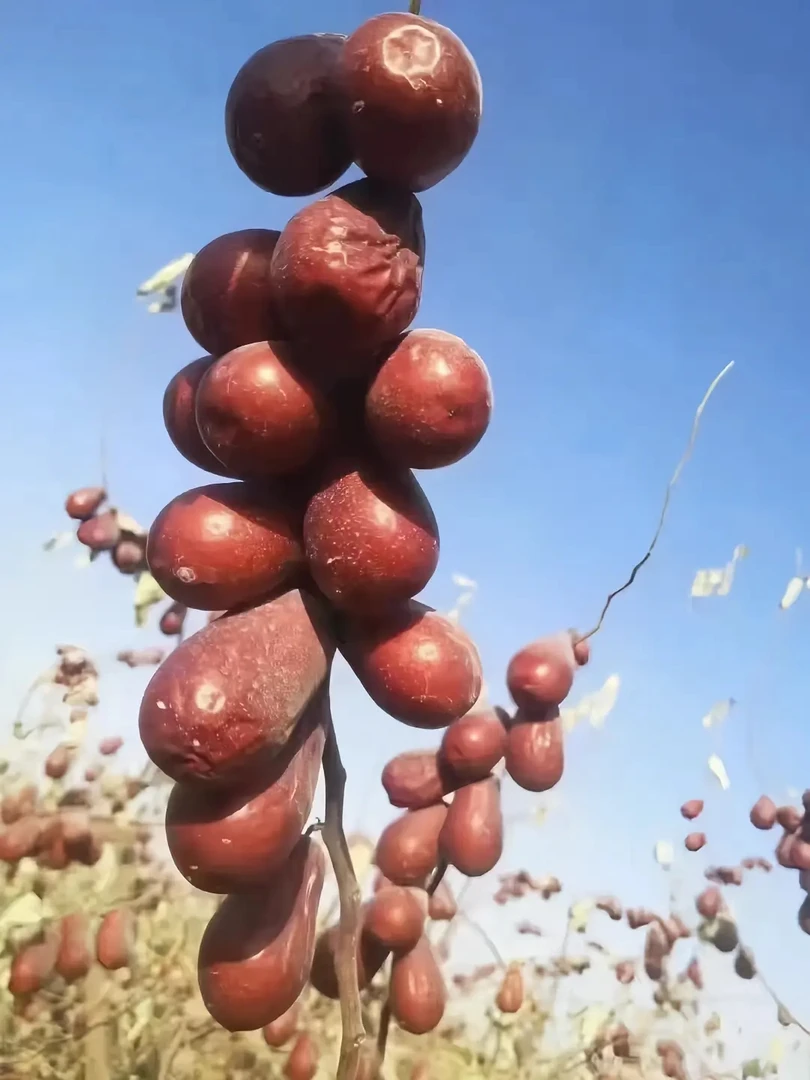 新疆和田大红枣  初级农产品（中果）偏硬