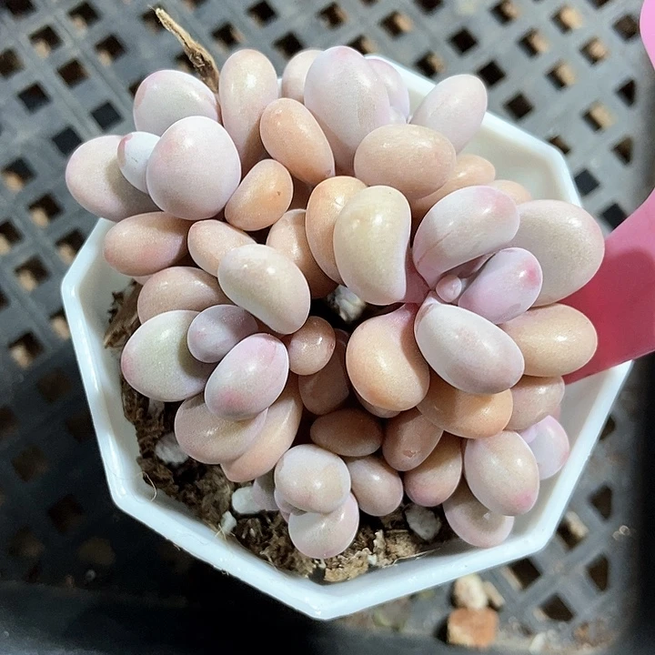 多肉植物桃蛋933