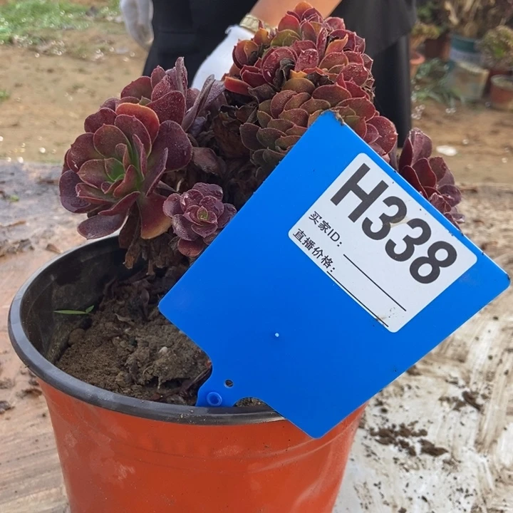 明***月338欧紫欧紫欧紫欧紫