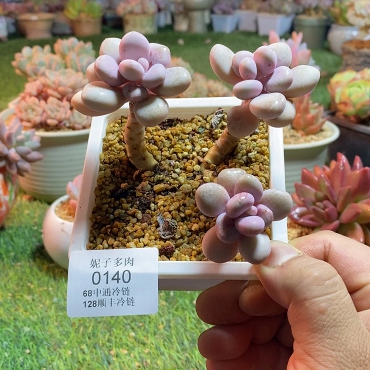 0140啊啊啊啊啊啊啊啊啊啊啊