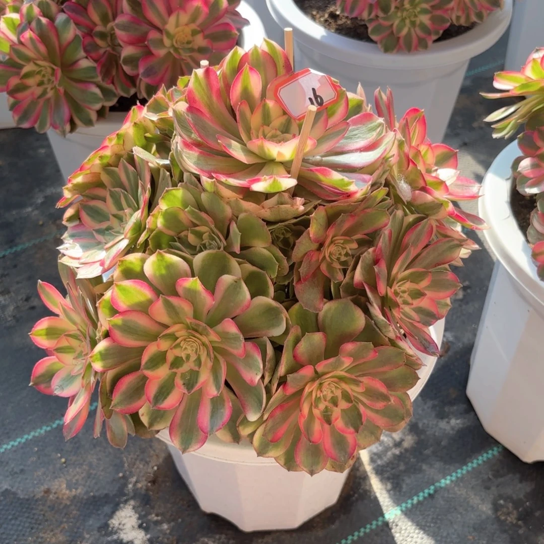 全部花朵16荔枝多肉植物