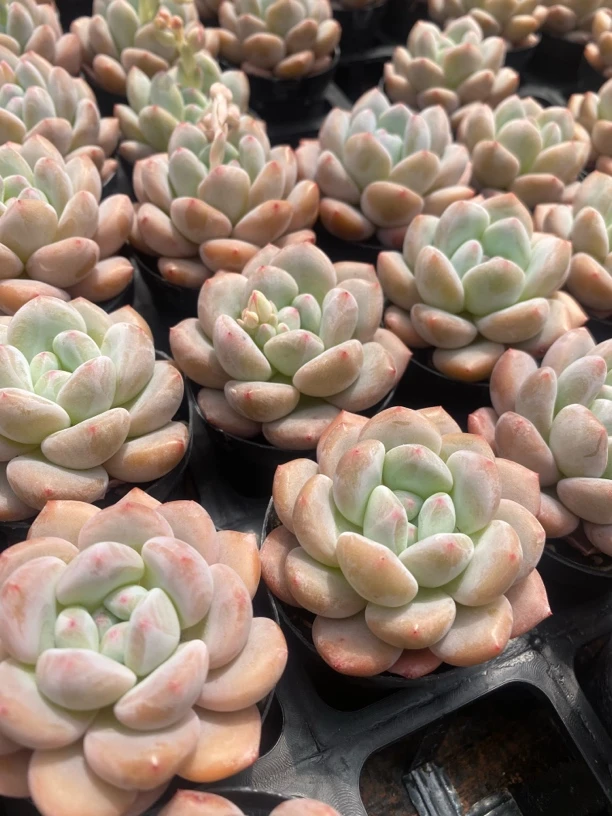 【一颗包邮】6厘米盆香水梦露多肉精控老桩群生植物精品绿植新手