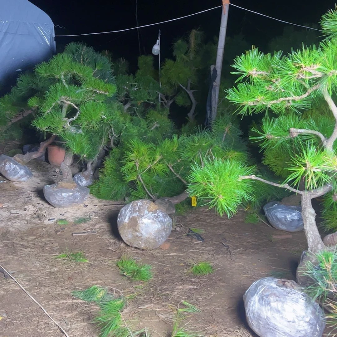 陇***才环岛园林黑松直播