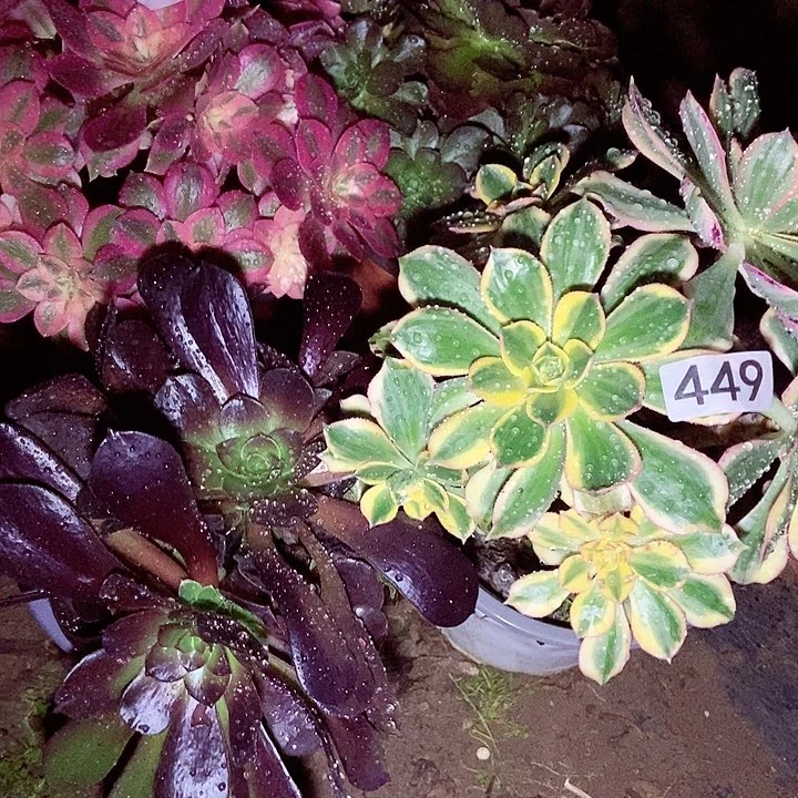 一****界四科多肉特价不包断449