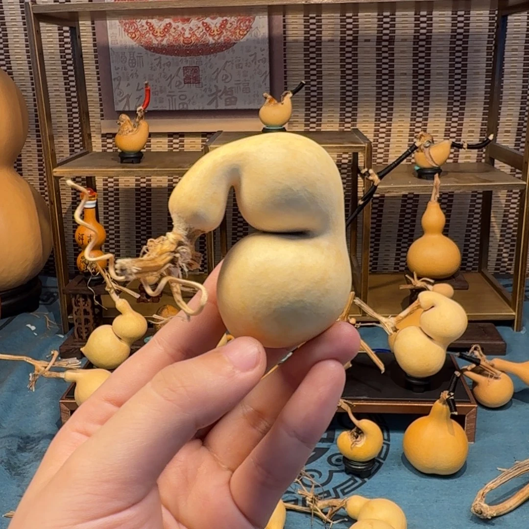 元***哥手把蚂蚁弓背贴肚