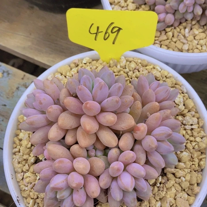 开心多肉2周年快乐，