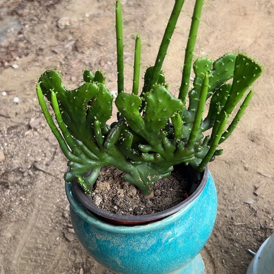 多肉植物多肉植物