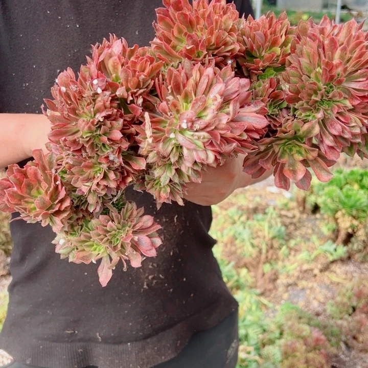 红袖醉话17号多肉法师