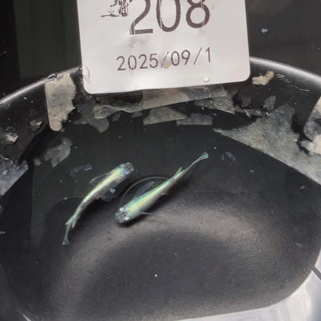 青鳉208天使之翼一对