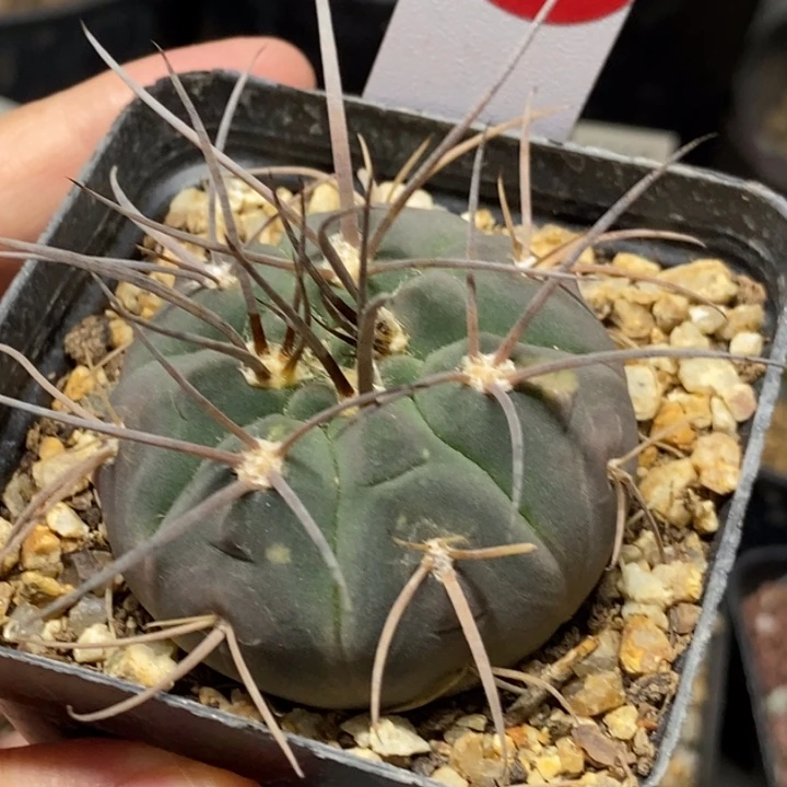 实生狂刺天平丸侧面有斑4.6cm