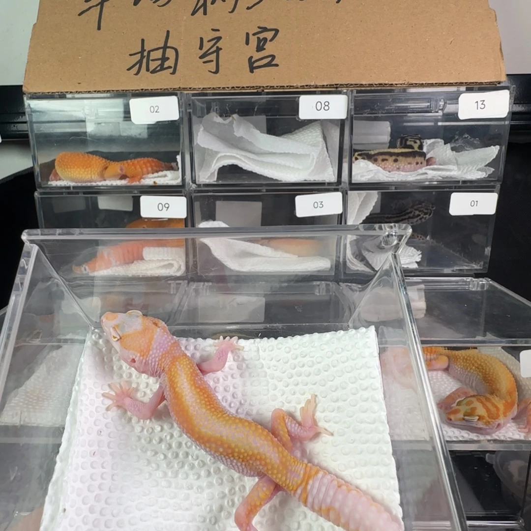 豹纹守宫白黄蜡笔暴龙红直线弟弟