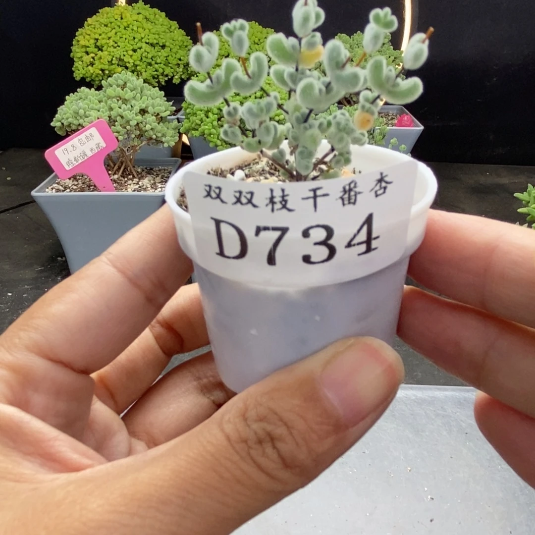 734莱斯。