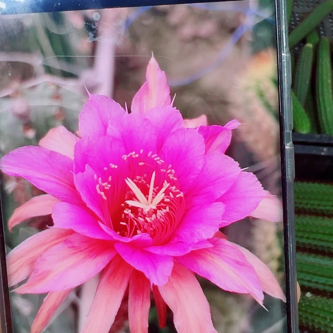 金妞蓉蓉侧芽 20 包邮