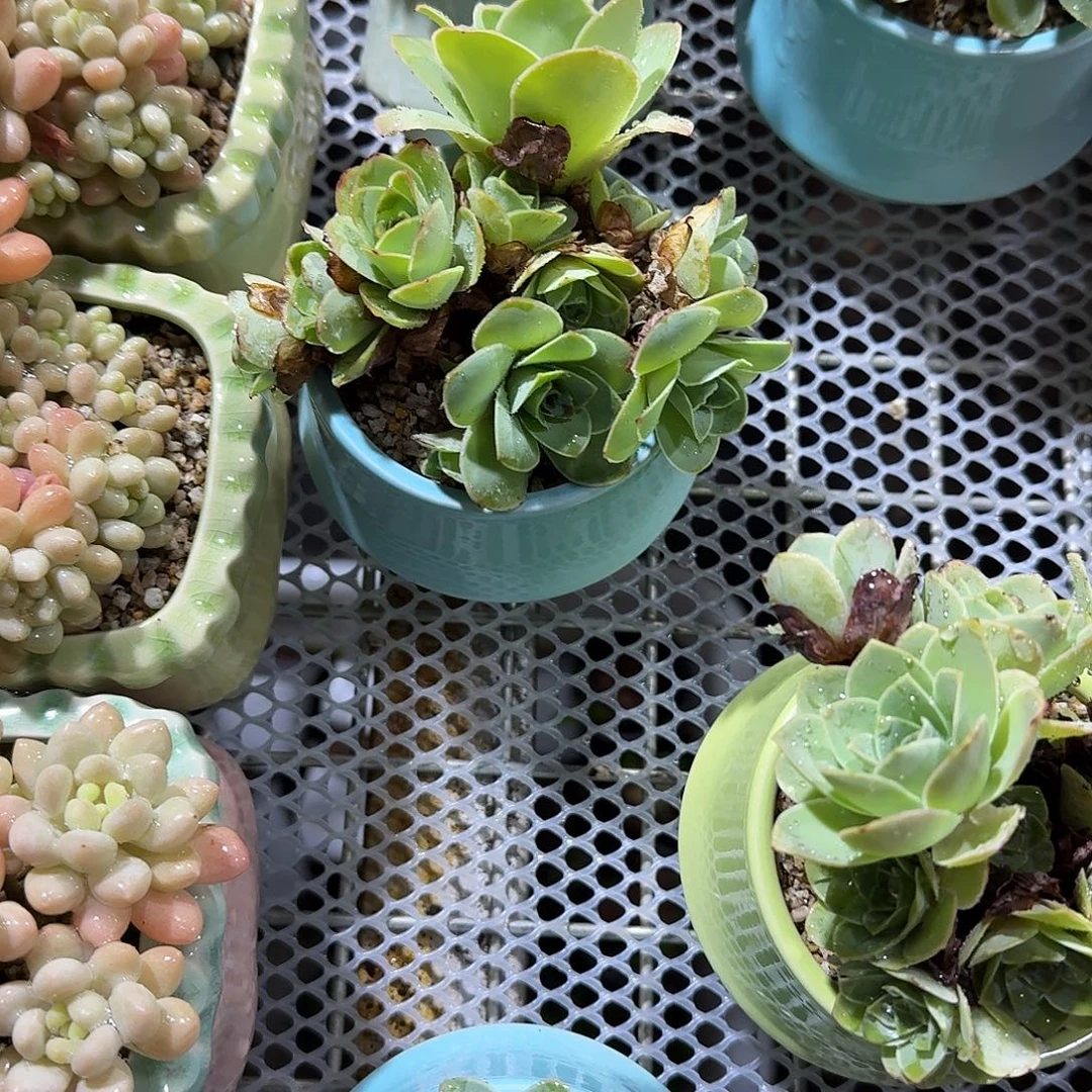 山地玫瑰带盆多肉植物