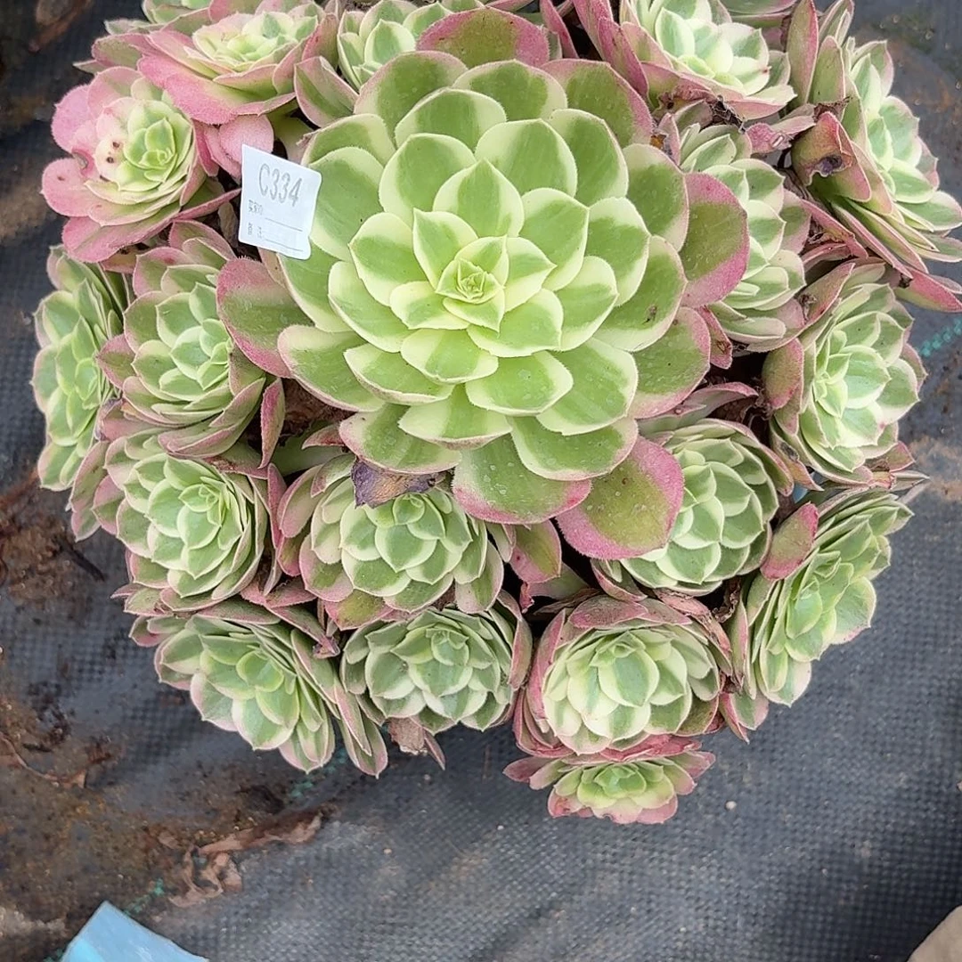 姚***士334海王多肉植物发货