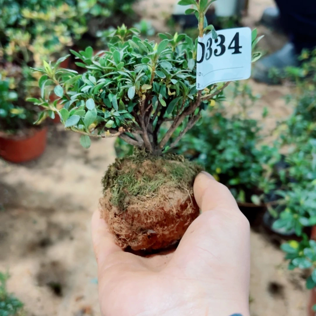 完全开放侯*钿杜鹃花科植物有花