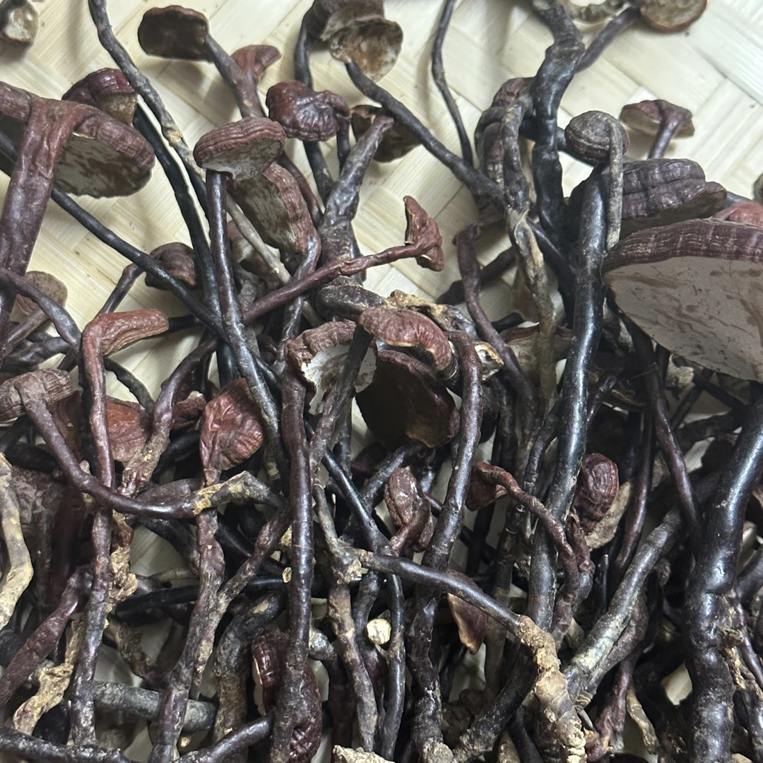 海南野生灵芝王 统货无断 性价比高 小豆芽煮水泡酒