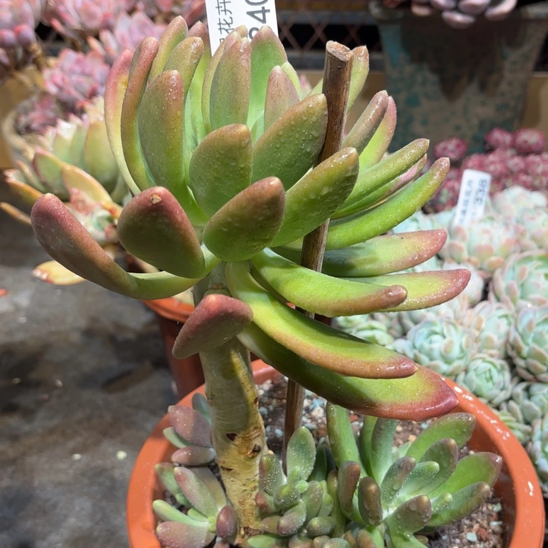 同温层多肉金蝉340