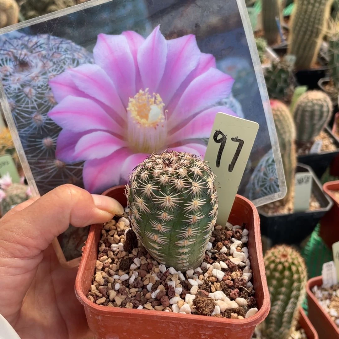 鹿角柱实生仙人球紫红玉