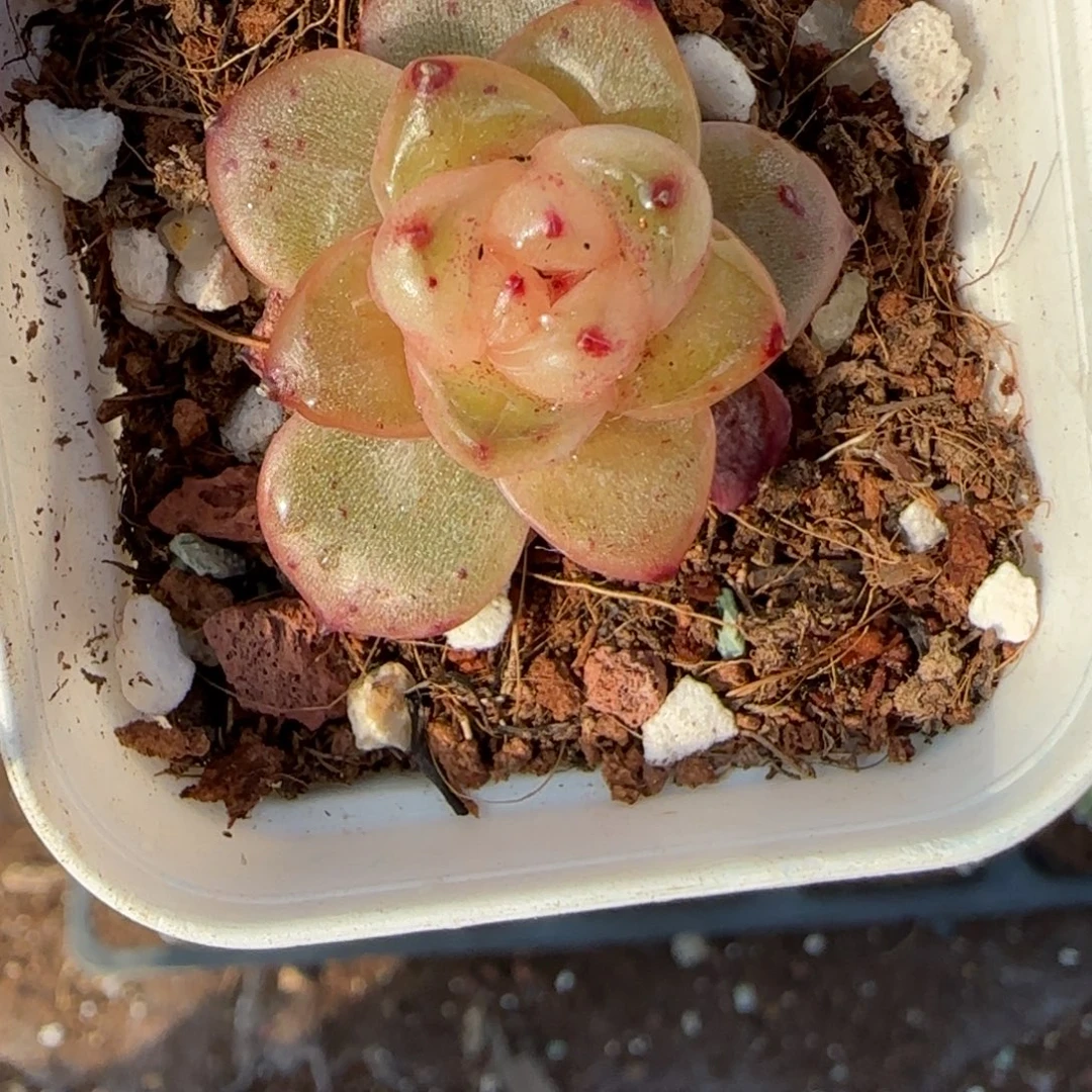 小卡拉米糖心一物一拍。