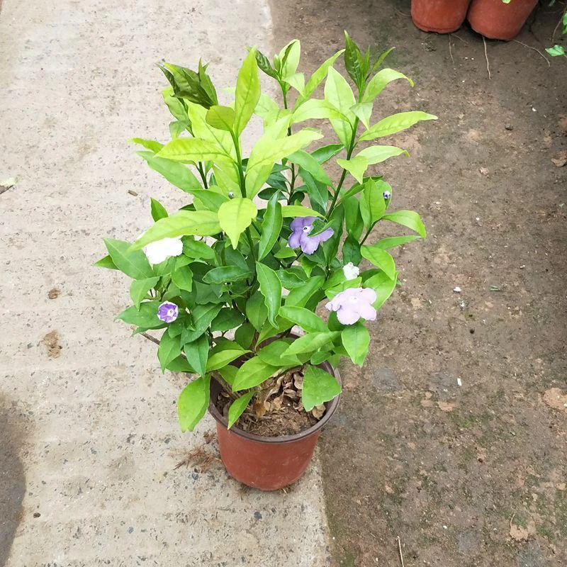 双色茉莉盆栽四季开花浓香花卉适合庭院阳台种植