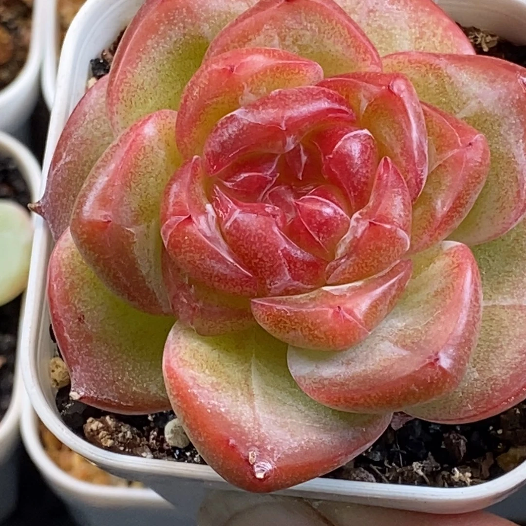 超级超级好好看哦……