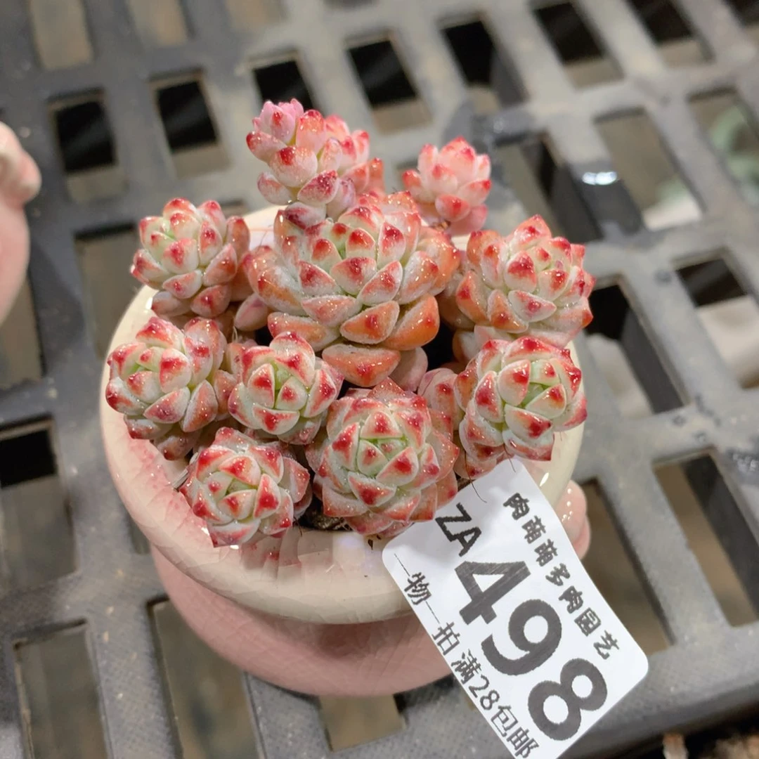 肉萌萌拇指盆精控多肉ZA498