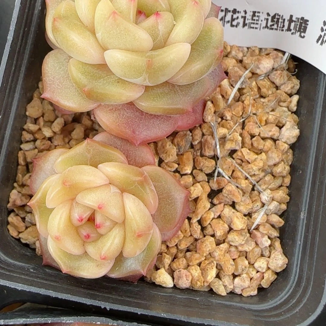 花语逸镜0130-427