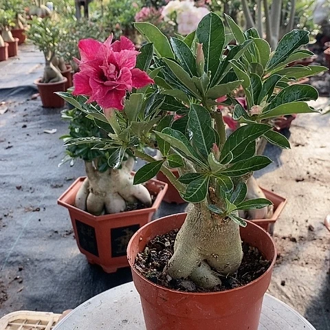 【闪购商品】无花朵草*绿植