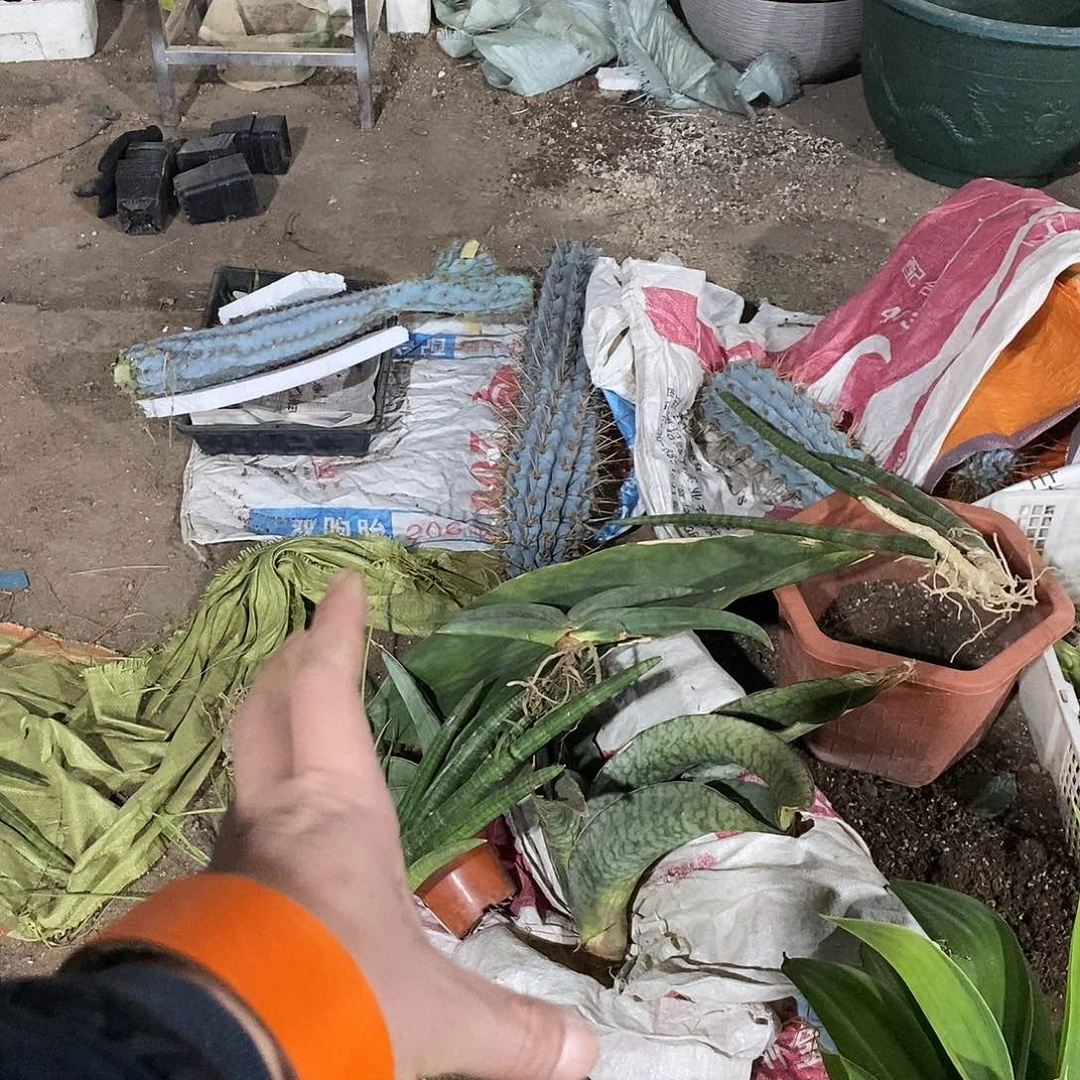 静***的虎皮兰一堆。