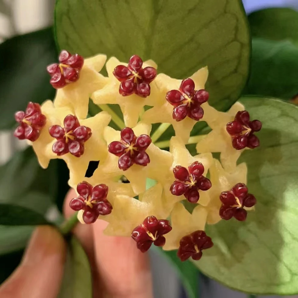 鱼尾球兰勤花品种室内阳台兰花垂吊爬藤绿植花卉