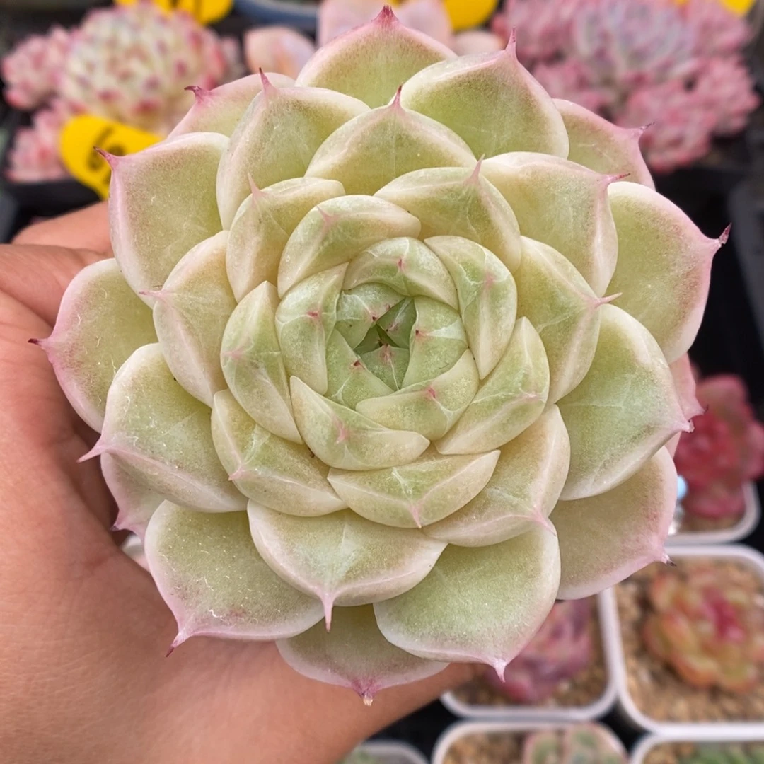 油透麦秆可拍605号。