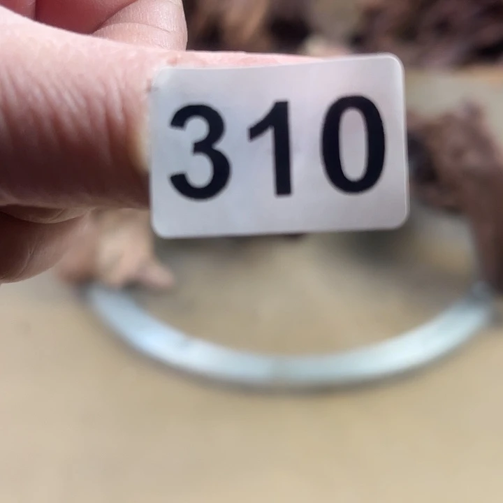 风车木（黑檀木）小*二我在这里等你们