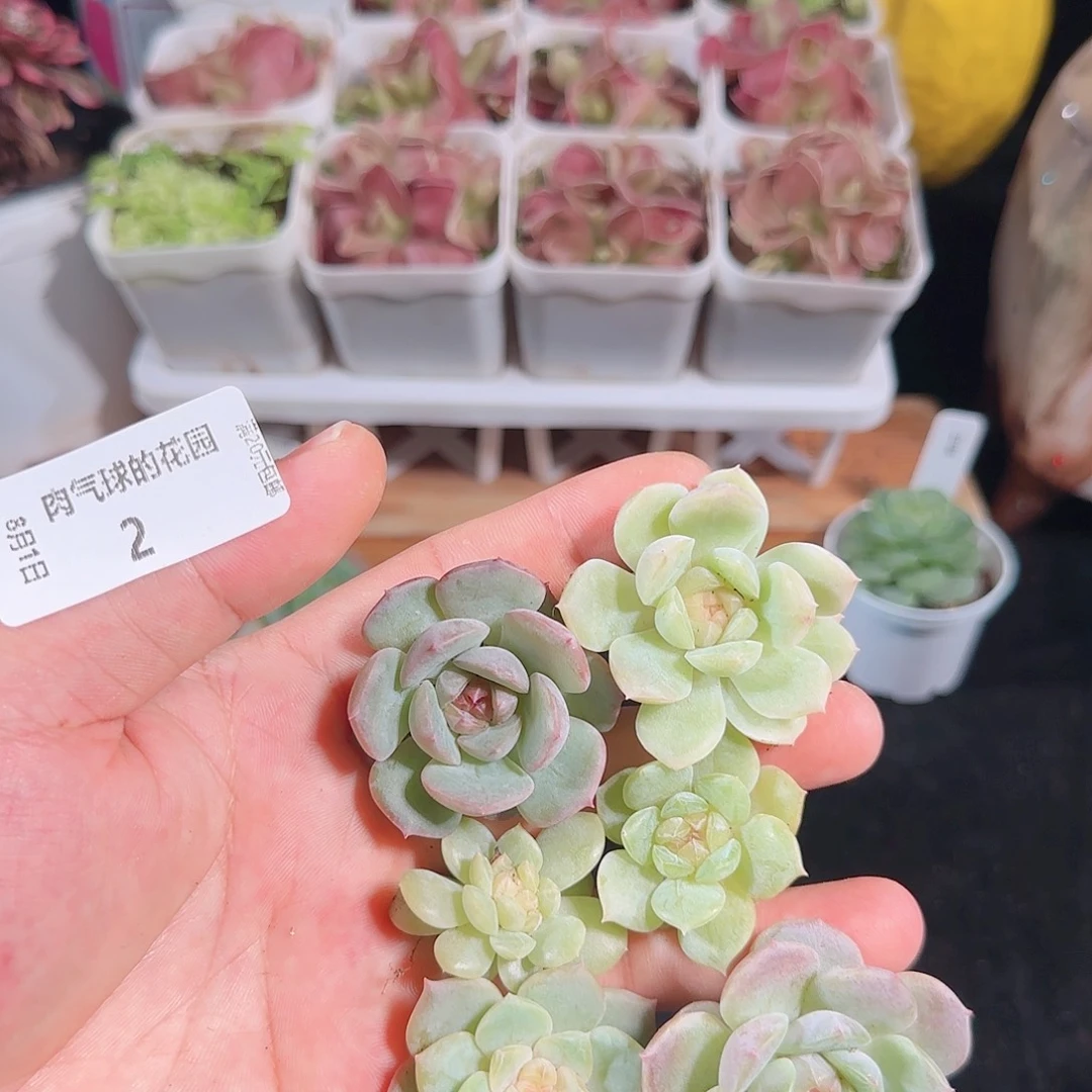 肉气球花园0801-2