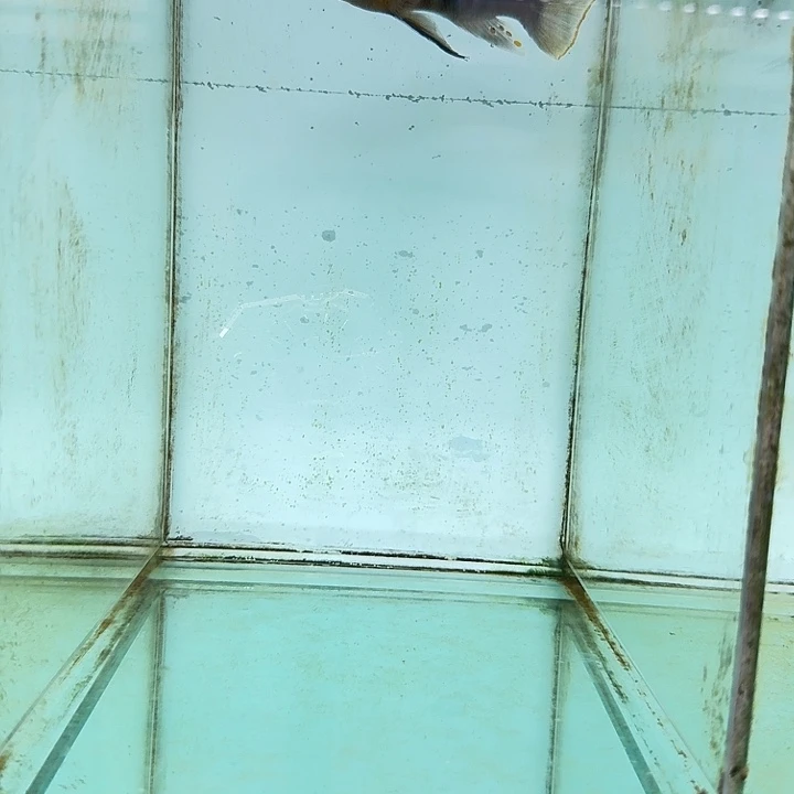 霓虹灯鱼野生轮渡费嗯671。
