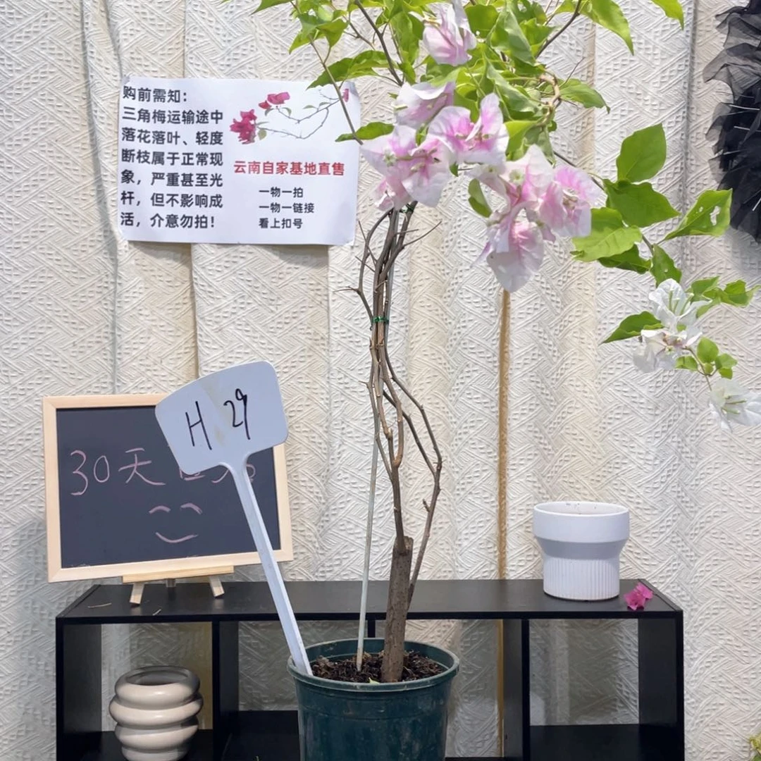 凌***子大量花朵（建议范围：8朵-15朵 或40%以上）广红樱H29