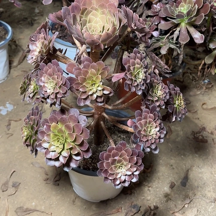 多肉植物法师黑铜壶5