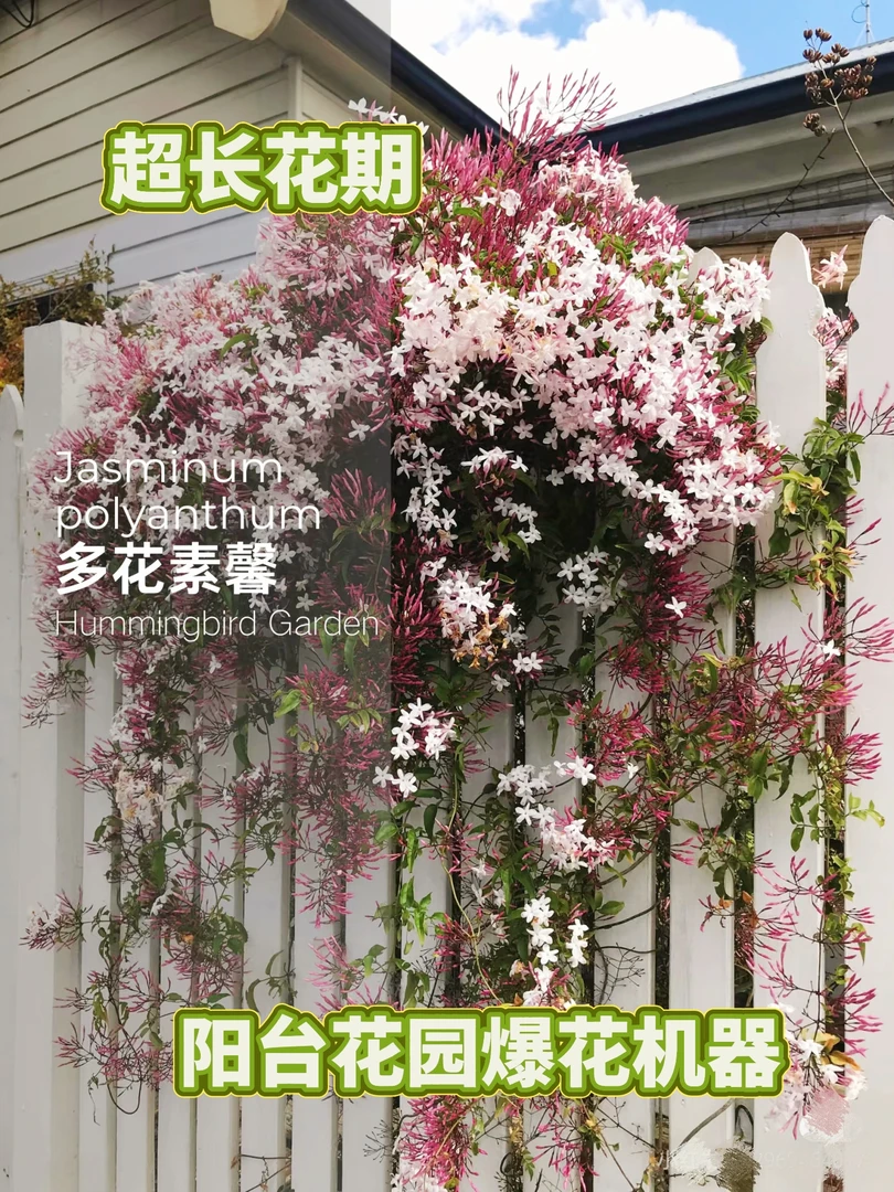 巨香巨香！云南素馨花盆栽多花爬藤爬架和培植盆坏损不赔!送肥料