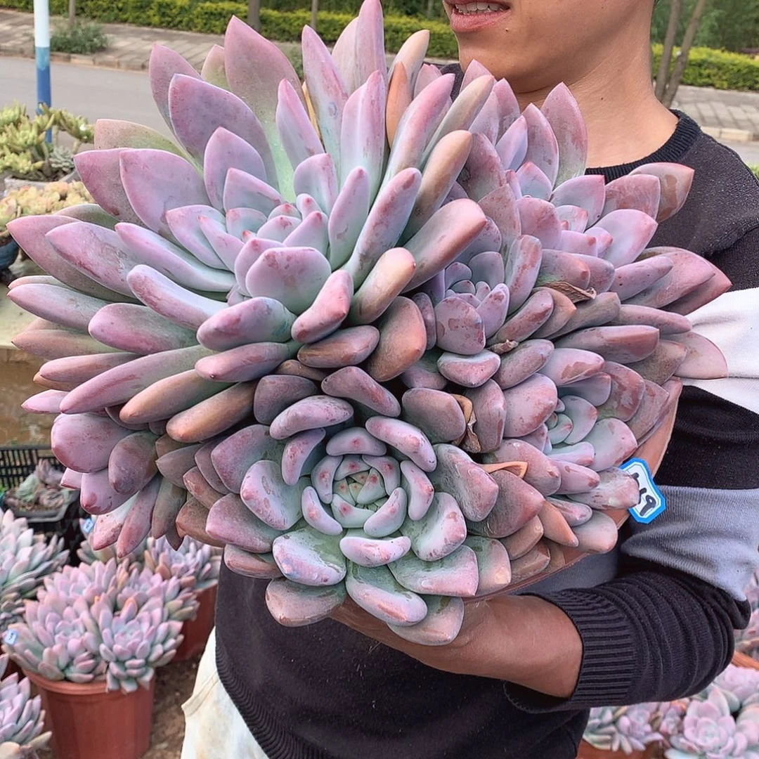 569 奥普 一物一拍