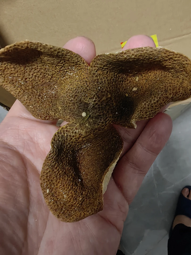 〖质量版〗2022年大红皮（30树龄左右）陈化两年